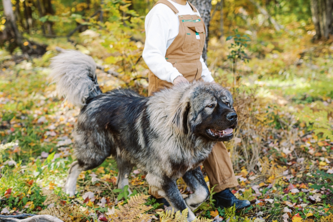 Preserving Ancient Working Line Guardian Dogs in a Modern World
