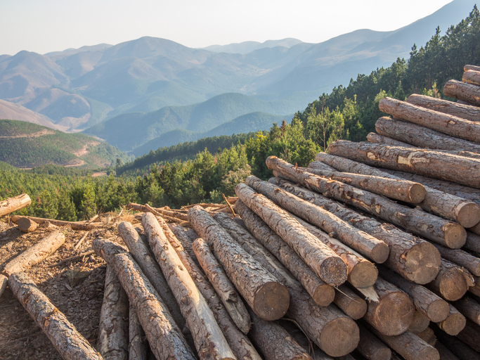 Grade Timber Launches Free Timber Tools to Empower Illinois Landowners in Understanding the Value of Select Harvest