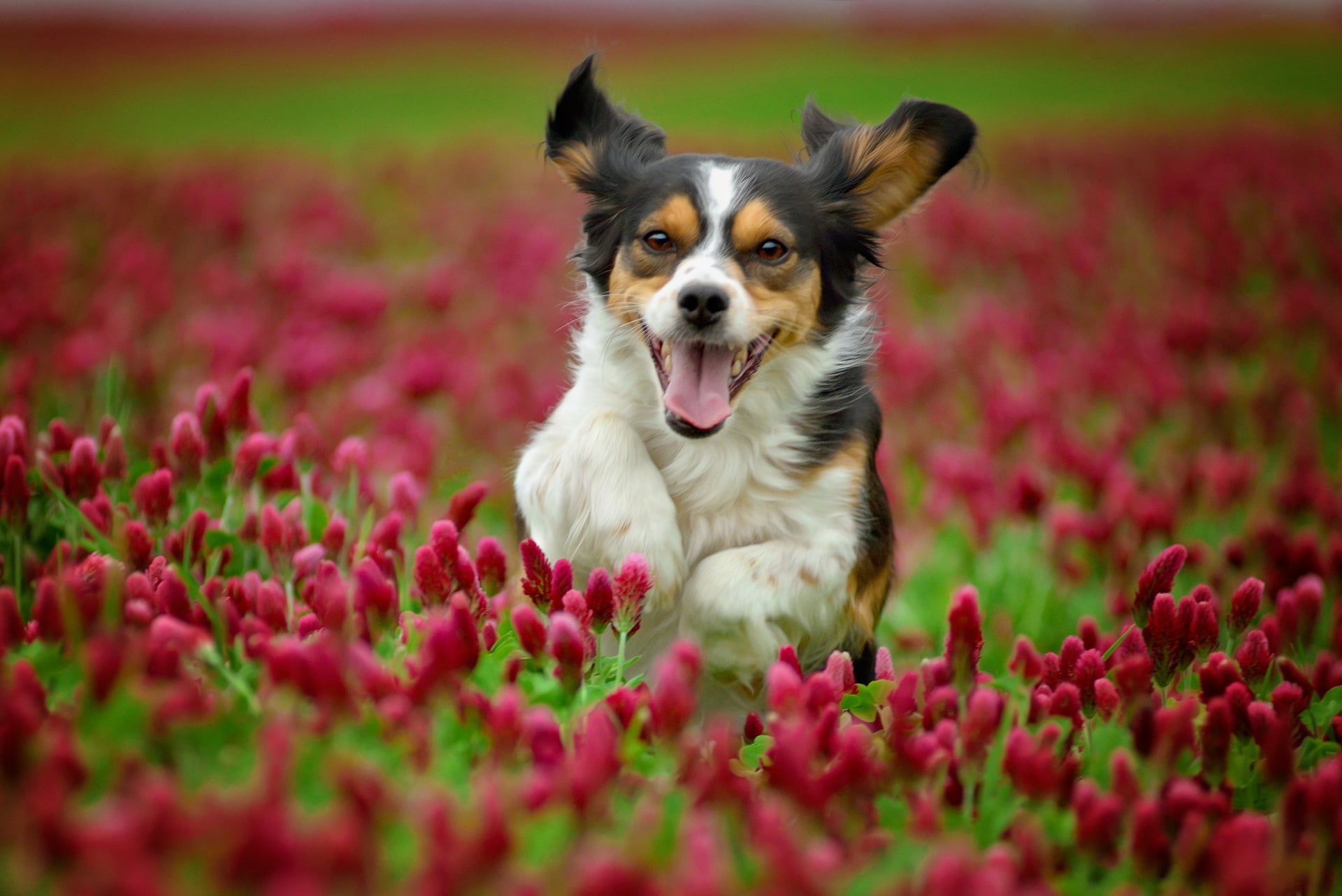Good Probiotics for Dogs Now Recognized as Key to Microbiome Support